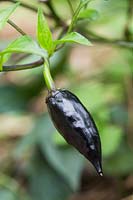Capsicum annuum 'Jalapeno Purple' - Chilli pepper 'Jalapeno Purple'