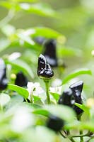 Capsicum annuum 'Macanera' - Chilli pepper 'Macanera
