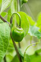 Capsicum pubescens 'Rocoto Manzano' - Chilli pepper 'Rocoto Manzano'