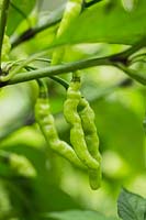 Capsicum annuum 'Thai Hot' - Chilli pepper 'Thai Hot'