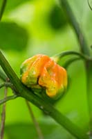Capsicum chinense 'African Devil' - Chilli pepper 'African Devil'