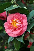 Camellia 'Flower Girl' 