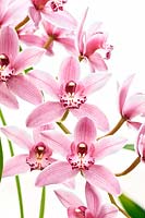 Cymbidium minuet orchid 