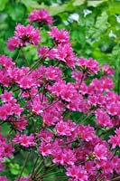 Rhododendron 'Amoenum' 