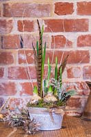 Christmas arrangement in metal pot planted with bulbs and embellished with painted twigs and long feathers