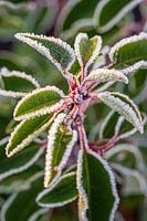 Portuguese laurel hedging with frost