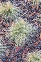 Carex comans 'Frosted Curls' mulched with woodchipping in frost