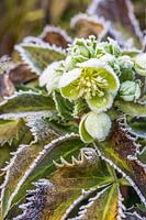 Helleborus x sternii in frosty conditions