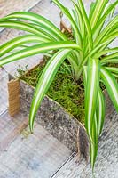 Bark container planted with Chlorophytum comosum - Spiderplant