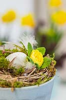 Nest with egg and Primula