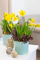 Narcissus 'Tete-a-tete' and Hebe 'Caledonia' in blue ceramic pots with ornate Easter eggs