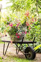 Fuchsia collection in metal containers on a trolley 