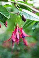 Fuchsia magellanica - Hardy Fuchsia - flowers with a black berry or fruit