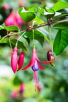 Fuchsia magellanica - Hardy Fuchsia - flower with buds, berries or fruits 