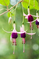 Fuchsia 'Chillerton Beauty'