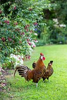 Hens on a lawn by Fuchsia magellanica 'Arauco' in a bed 