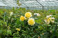 Rosa - Rose - breeding glasshouses 
