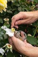 Cross-pollinating a Rosa - Rose - the petals are removed, then the anthers containing the pollen are cut off into a glass jar