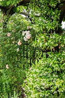 Trachelospermum jasminoides - Star Jasmine - and Rosa - Climbing Rose - on a up a wooden pergola in an informal country garden