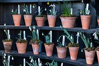 Display of labelled Galanthus - Snowdrop - in pots in an Auricula Theatre
