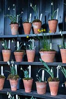 Display of labelled Galanthus - Snowdrop - and a Narcissus - Daffodil - in pots in an Auricula Theatre