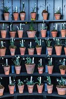 Display of Galanthus - Snowdrop - in pots in an Auricula Theatre