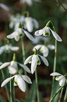 Galanthus 'Titania' - Snowdrop