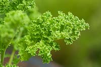 Brassica oleracea acephala - Dwarf Blue Kale
