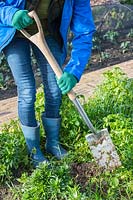 Woman using spade to chop and dig green manure into soil in vegetable garden. 