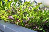 Successional growing of Salad Leaves 'Winter Greens' in a trough in greenhouse. 