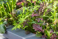 Close up detail of successional growing of Salad Leaves 'Winter Greens' in a trough. 