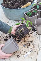 Woman removing rooted cuttings of Prunus lusitanica from grey plastic pot. 