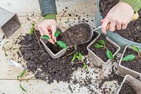 Woman potting on individual rooted cuttings of Prunus lusitanica into grey plastic pots and adding fresh compost. 