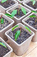 Prunus lusitanica - Potted on cuttings of Portugal laurel in grey plastic pots. 