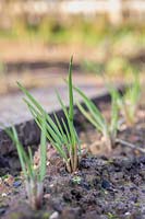 Autumn planted Shallot 'Grisselle' emerging shoots.
