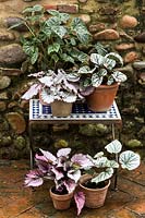 Begonias growing in terracotta pots on table. 