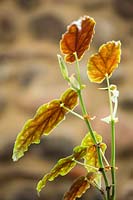 Begonia maculata 'Wightii'