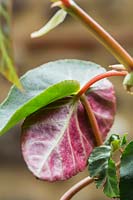 Begonia angularis 