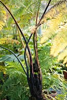Cyathea medullaris 'tree ferns'