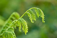 Cyathea australis 'tree ferns'