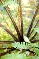 Dicksonia youngiae 'tree ferns'