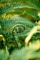 Dicksonia antartica 'tree ferns'