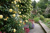 View along narrow bed between paved area and house, Rosa - Climbing Rose - with Hydrangea on walls with Centranthus ruber - Red Valerian - and metal bench at base