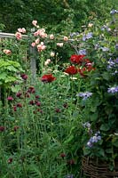 Papaver - Oriental Poppy, Clematis on wicker obelisk and Cirsium rivulare 'Atropurpureum' in a bed with Rosa - Climbing Rose - over arch in background 