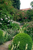 Cottage garden, view over topiary ball with Sisyrinchium, Geranium and Rosa - Roses beyond