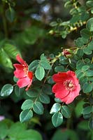 Rosa eglanteria - Sweetbriar Rose 