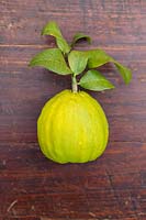Citrus medica maxima - Citron - ridged fruit 