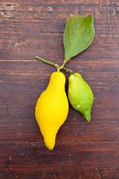 Citrus medica 'Piretto' - Citron - elongated ripe and unripe fruit 