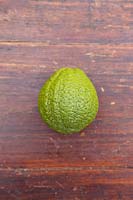 Citrus medica rubra - Citron 