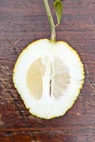 Citrus medica bicolor - cut fruit to show thick rind 